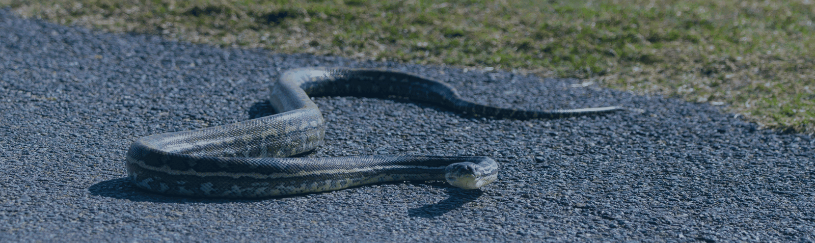 Your Guide to Snake Safety When You’re Bushwalking