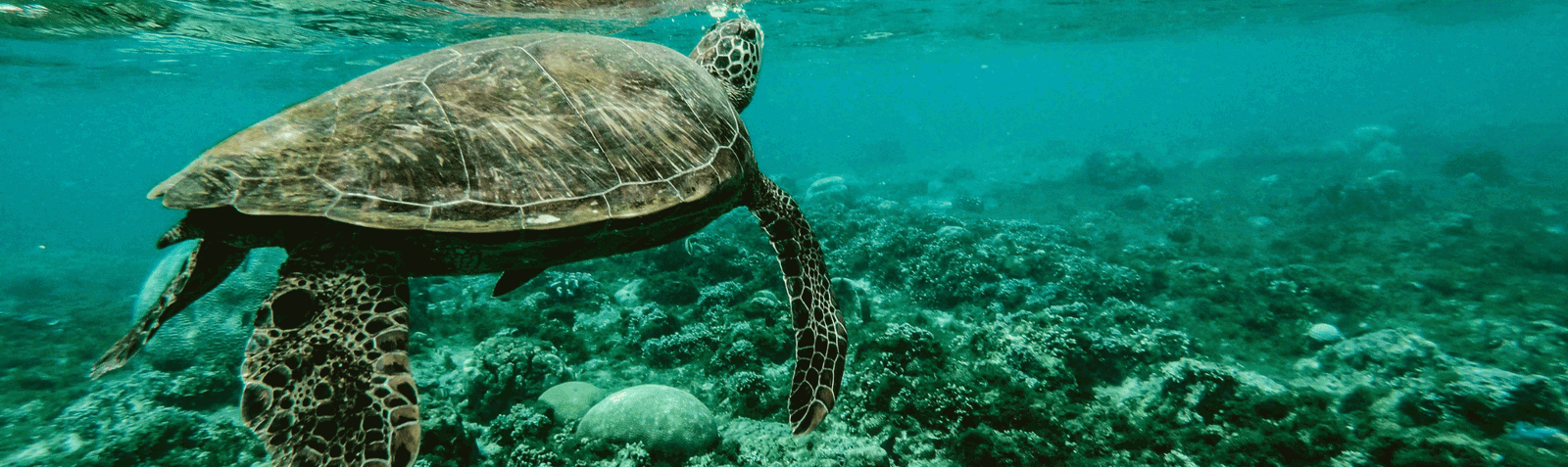 Celebrating the Great Barrier Reef on World Oceans Day!