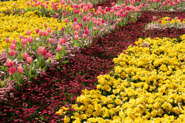 Canberra flowers Canberra flowers