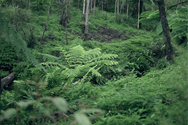 green ferns in rainforest