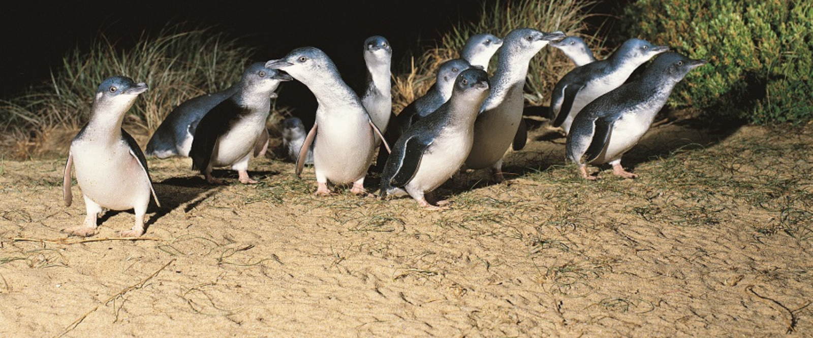 Where to See the Little Penguins in Victoria: St Kilda vs Phillip Island