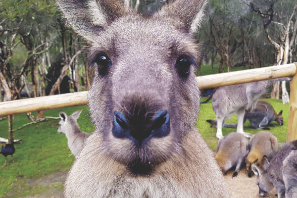 Top 5 Craziest Australian Animals