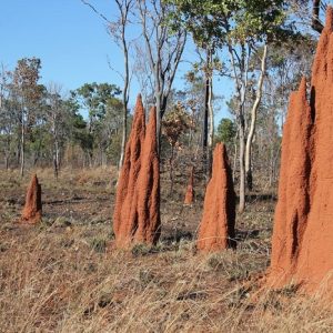 Cathedral Termite Mounds, Litchfield National Park